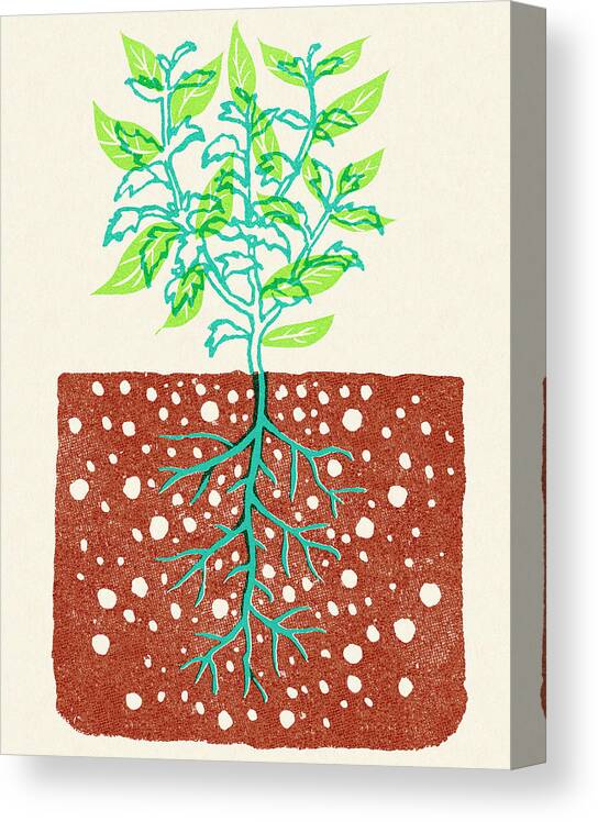 Bush Canvas Print featuring the drawing Plant with Roots in Soil by CSA Images