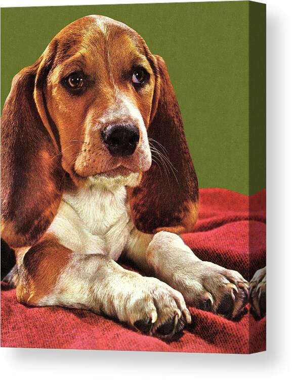 Animal Canvas Print featuring the drawing Portrait of a Beagle by CSA Images