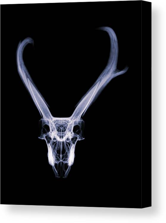 Kansas Canvas Print featuring the photograph Pronghorn x-ray 06 by Rob Graham