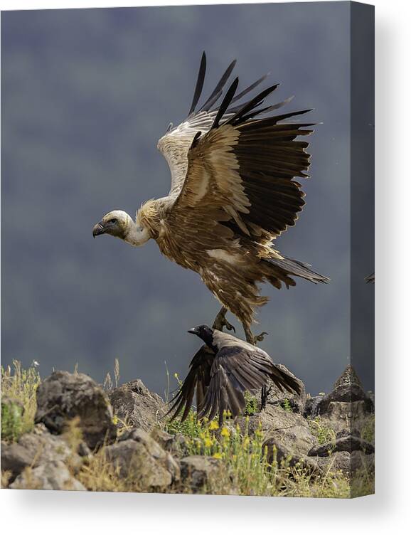 Vulture Canvas Print featuring the photograph Racing by Zhecho Planinski