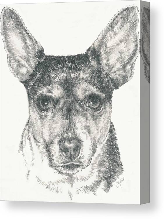 Terrier Canvas Print featuring the drawing Rat Terrier in Graphite by Barbara Keith