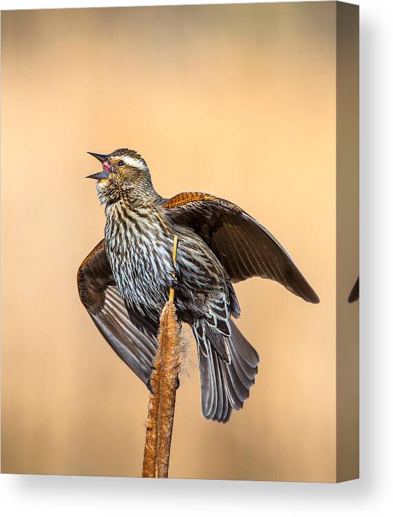 Red-winged Canvas Print featuring the photograph Red-winged Blackbird by Verdon
