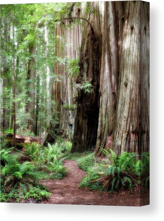 Bark Canvas Print featuring the photograph Redwood Forest by Lana Trussell