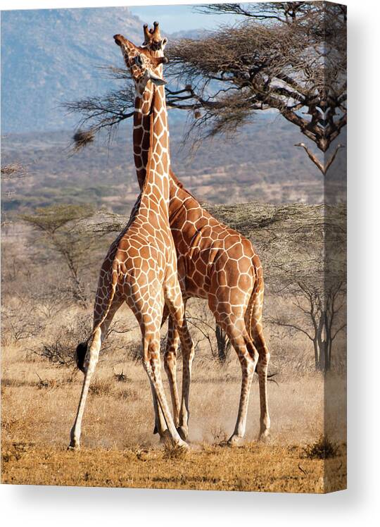 Kenya Canvas Print featuring the photograph Reticulated Giraffe by Janet Miles