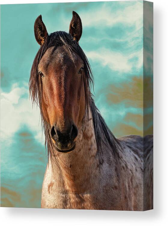 Wild Horses Canvas Print featuring the photograph Roany by Mary Hone