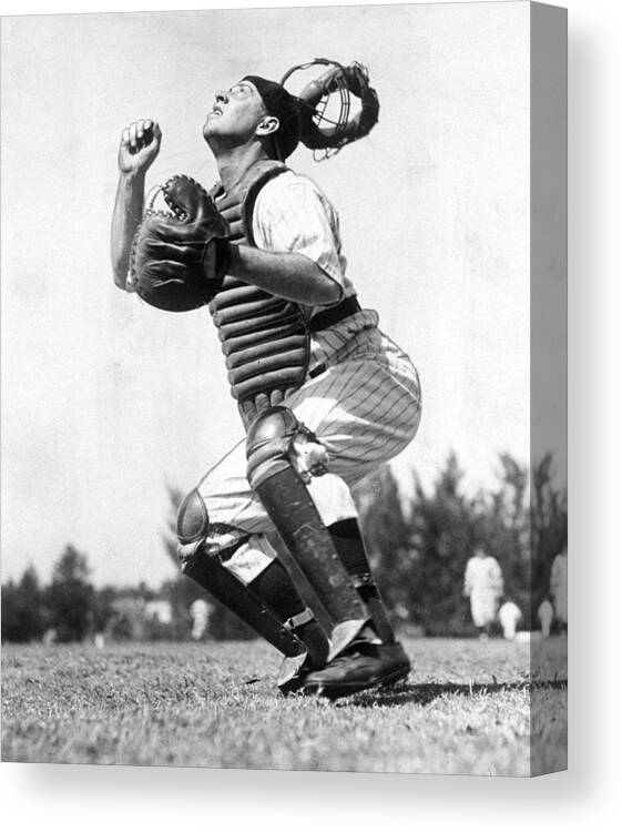 Working Canvas Print featuring the photograph Rookie Catcher Warren Buddy Rosar Works by New York Daily News Archive