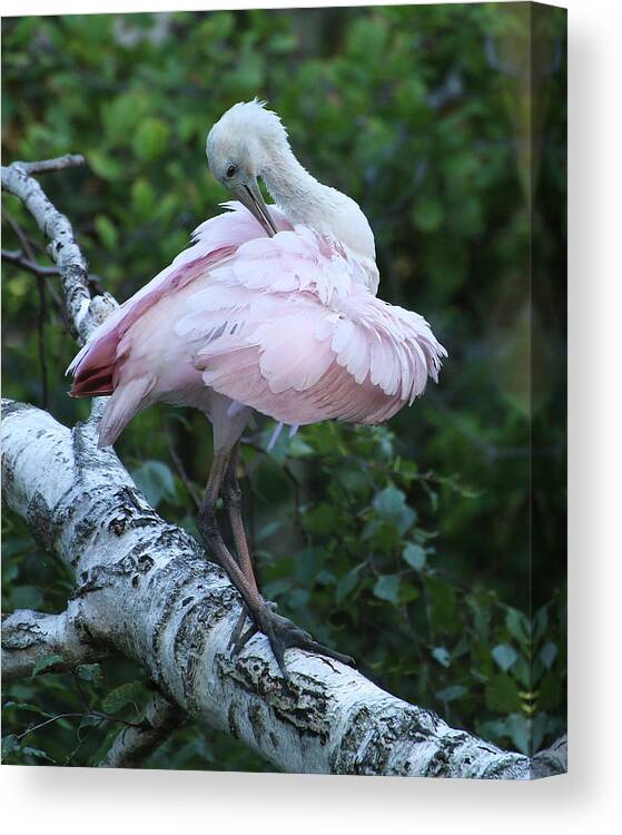 Wildlife Canvas Print featuring the photograph Roseate Spoonbill 06 by William Selander
