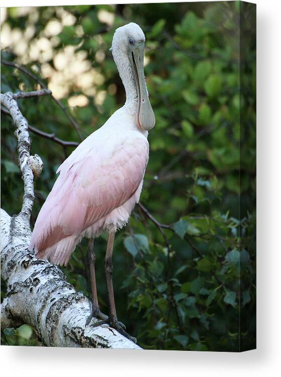 Wildlife Canvas Print featuring the photograph Roseate Spoonbill 17 by William Selander