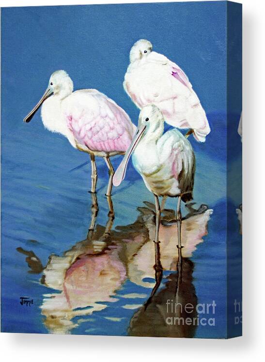 Roseate Spoonbill Canvas Print featuring the painting Roseate Spoonbill Trio by Jimmie Bartlett