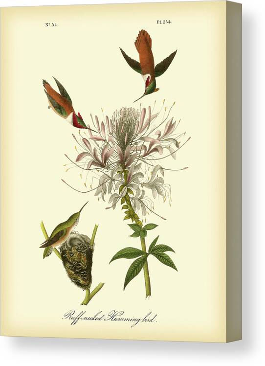 Animals & Nature Canvas Print featuring the painting Ruff-neck Hummingbird by John James Audubon