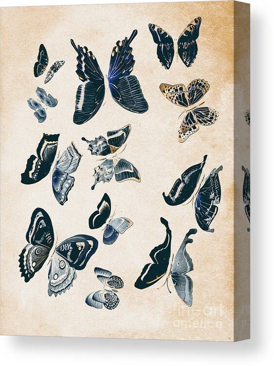 Antique Canvas Print featuring the photograph Scrapbook butterflies by Jorgo Photography