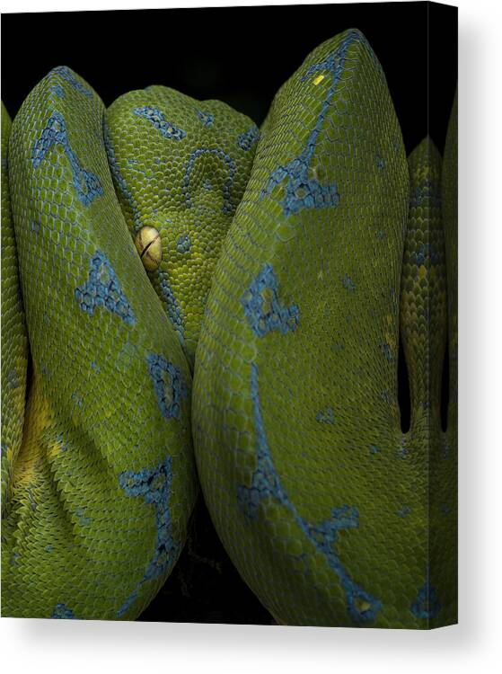 Animal Canvas Print featuring the photograph Shy by Tantoyensen