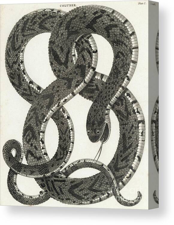 Art Canvas Print featuring the photograph Snake Illustration by Bettmann