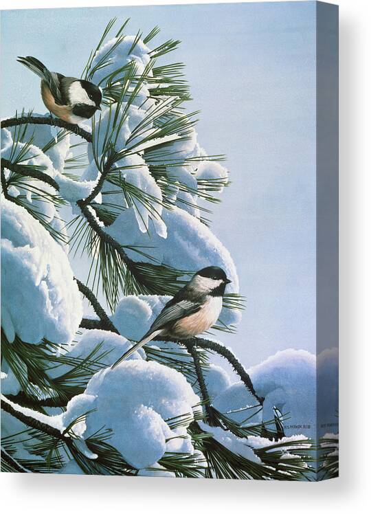 A Group Of Chickadees Rests On A Snow Covered Pine Tree.
Winter Bird Canvas Print featuring the painting Snow On The Pine - Chickadees by Ron Parker