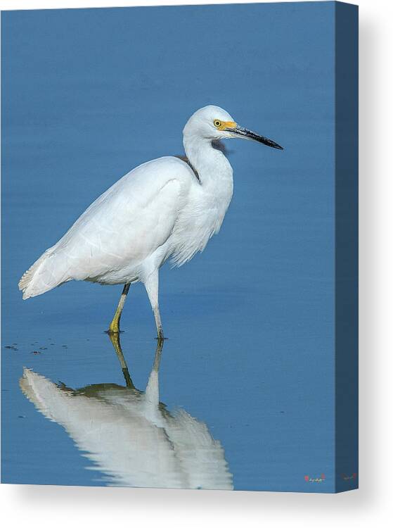 Nature Canvas Print featuring the photograph Snowy Egret DMSB0182 by Gerry Gantt