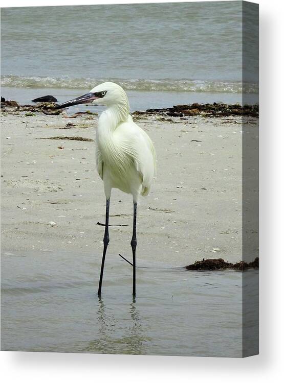 Birds Canvas Print featuring the photograph Snowy Egret Profile by Karen Stansberry