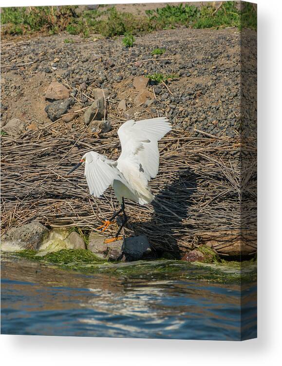 Loree Johnson Photography Canvas Print featuring the photograph Snowy Egret Spies a Fish by Loree Johnson