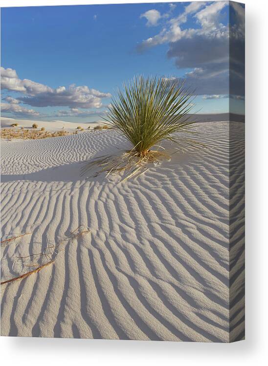 00557659 Canvas Print featuring the photograph Soaptree Yucca, White Sands Nm, New Mexico by Tim Fitzharris