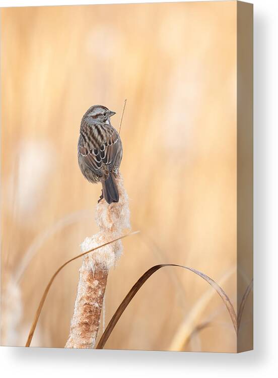 Bird Canvas Print featuring the photograph Song Sparrow - Enjoying Winter Morning Sun by Li Chen