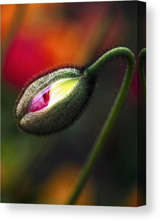 Macro Canvas Print featuring the photograph Springs Here by Anna Cseresnjes