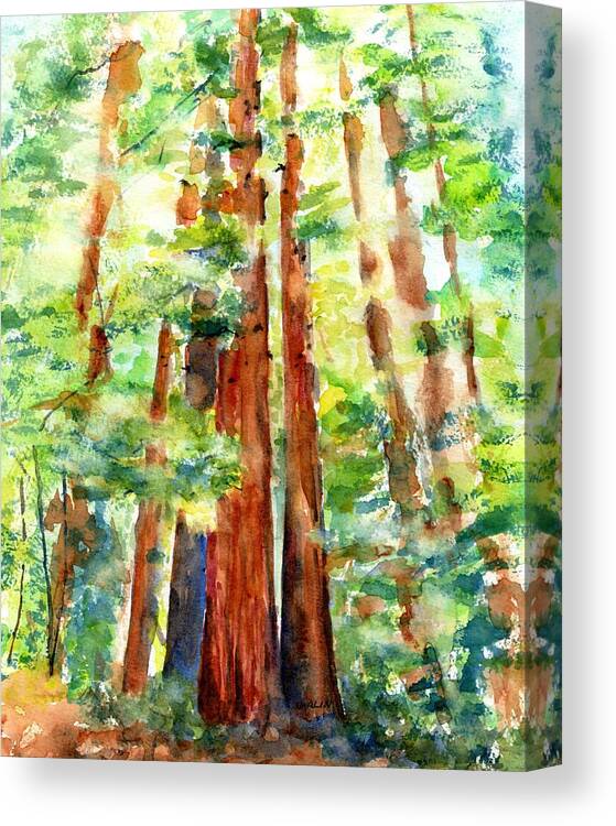 Redwoods Canvas Print featuring the painting Sunlight through Redwood Trees by Carlin Blahnik CarlinArtWatercolor