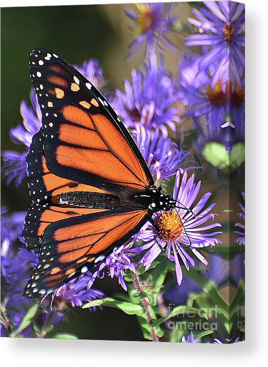 Diane Berry Canvas Print featuring the photograph Sunset Monarch by Diane E Berry
