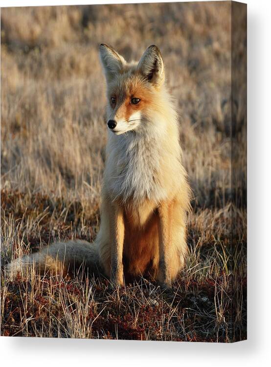 Shadow Canvas Print featuring the photograph Supervising Fox by Dmitrynd