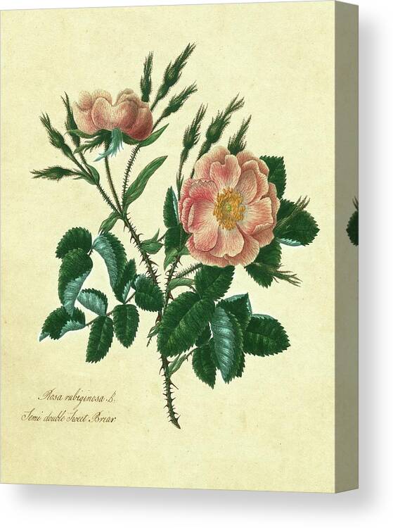 Botanical & Floral Canvas Print featuring the painting Sweet Briar Rose by Mary Lawrence