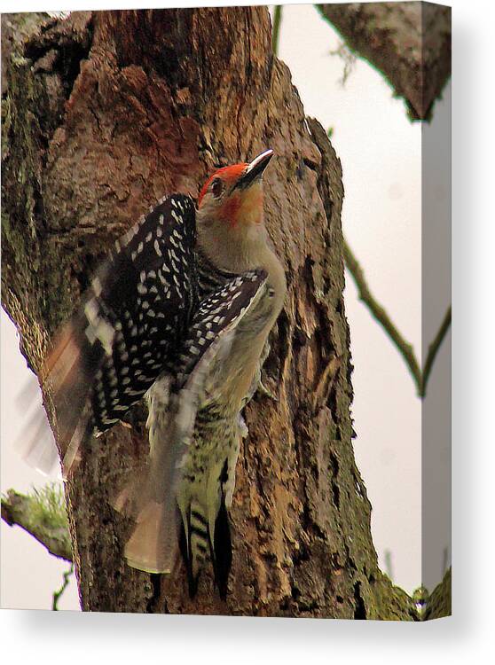 Woodpecker Canvas Print featuring the photograph Taking Off by Michael Allard