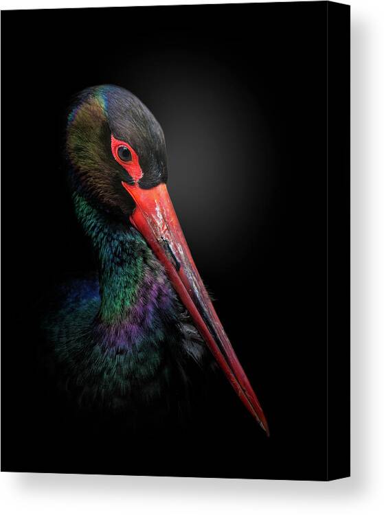 Animal Canvas Print featuring the photograph The Black Stork by Fegari