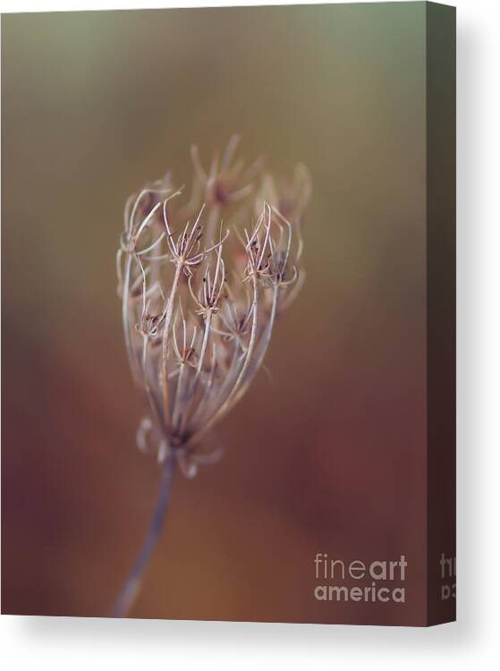 Queen Anne's Lace Canvas Print featuring the photograph The Exquisite Handiwork of Nature by Kerri Farley
