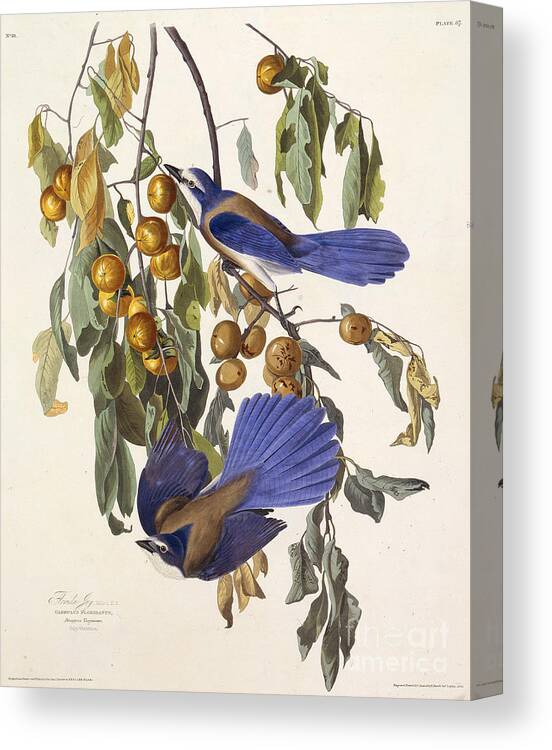 Florida Canvas Print featuring the drawing The Florida Scrub Jay From The Birds by Heritage Images