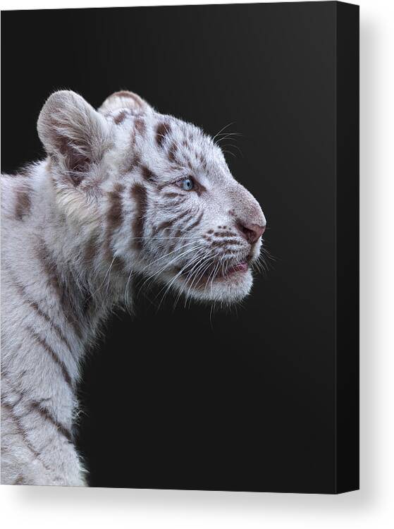 Tiger Canvas Print featuring the photograph The Hunter by Fegari