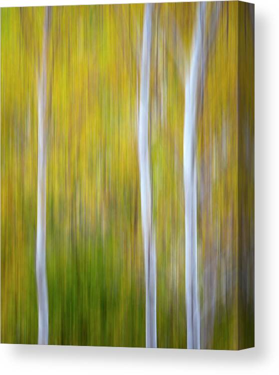 3scape Canvas Print featuring the photograph Three Aspens in Autumn Abstract by Adam Romanowicz