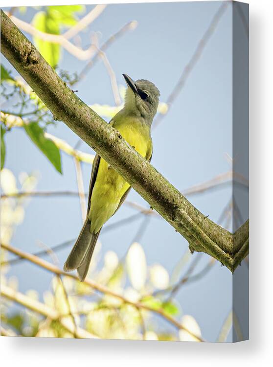 Colombia Canvas Print featuring the photograph Tropical Kingbird Libano Tolima Colombia by Adam Rainoff