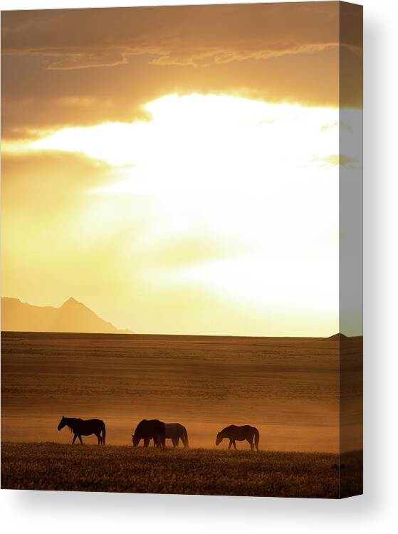Wild Horses Canvas Print featuring the photograph Vast landscape by Mary Hone