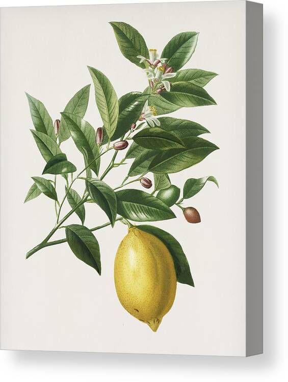 Flower Canvas Print featuring the painting Vintage Illustration of Lemon Citrus Limonium by Celestial Images