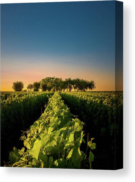 France Canvas Print featuring the photograph Vouvray Vineyard by Joseph Smith