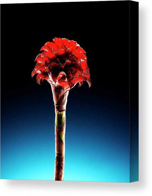 Single Object Canvas Print featuring the photograph Wax Ginger Flower by Chris Stein