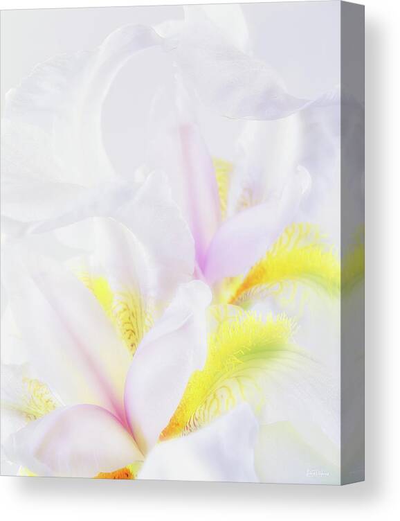 Iris Canvas Print featuring the photograph White Iris by Leland D Howard