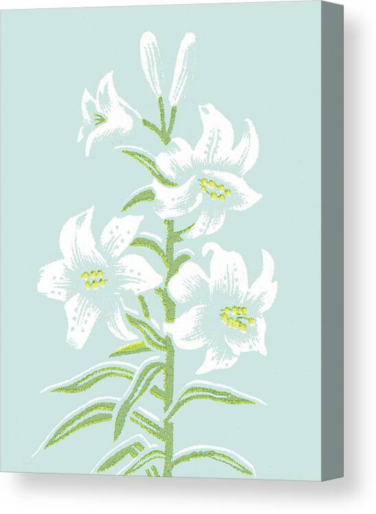 Bloom Canvas Print featuring the drawing White Lily Plant by CSA Images