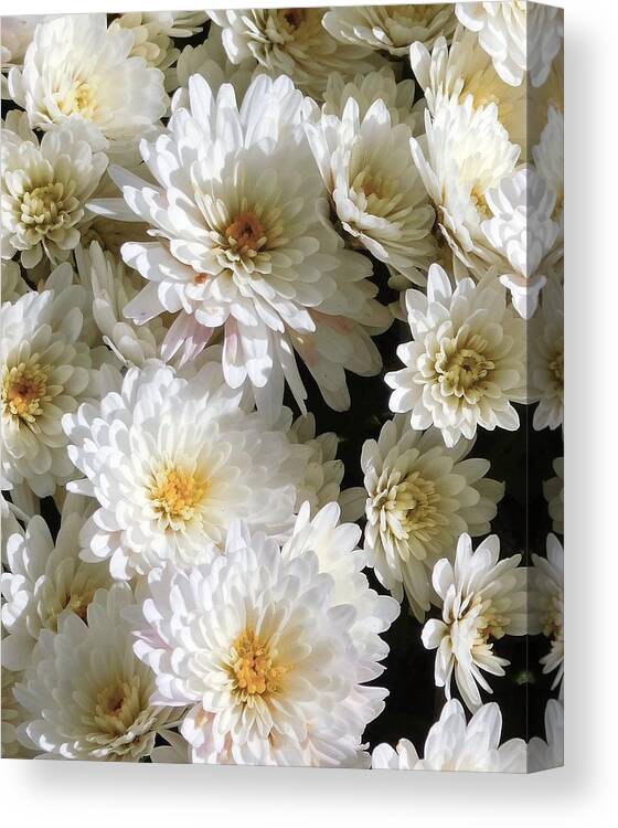 White Canvas Print featuring the photograph - White Mums At Noon by THERESA Nye