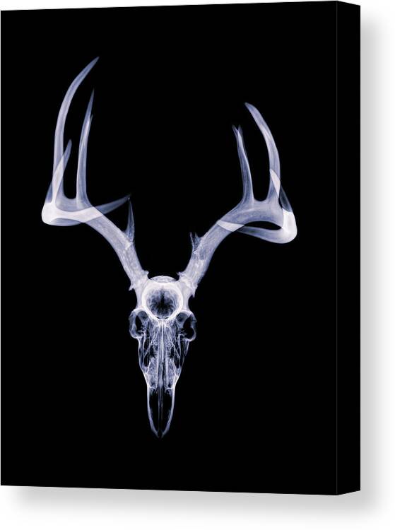 Kansas Canvas Print featuring the photograph White-tailed Deer x-ray 002 by Rob Graham