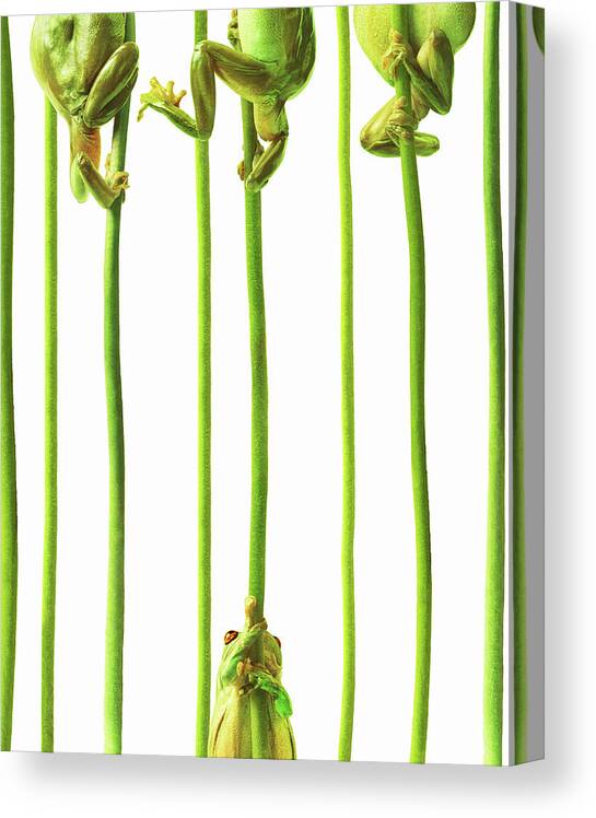 Whites Tree Frog Canvas Print featuring the photograph Whites Tree Frogs Climbing Plant Stems by Gandee Vasan