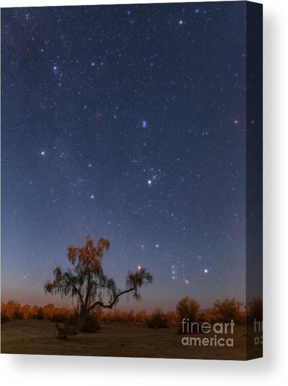 Nobody Canvas Print featuring the photograph Winter Constellation Rising At Moonset by Amirreza Kamkar / Science Photo Library