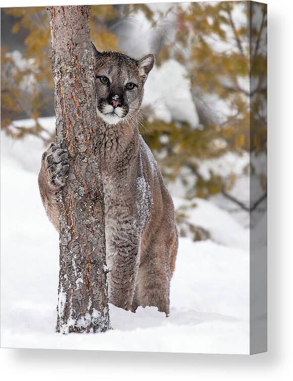 Cougar Canvas Print featuring the photograph Winter Dreaming by Art Cole