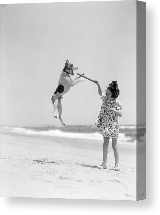 Pets Canvas Print featuring the photograph Wire Haired Terrier Dog Jumping In The by H. Armstrong Roberts