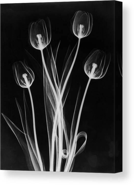 X-ray Tulips On Black Canvas Print / Canvas Art by Edward Charles Le Grice  