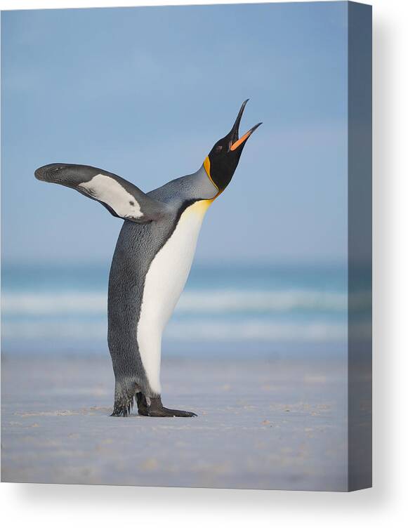 Penguin Canvas Print featuring the photograph Yawning by Cheng Chang