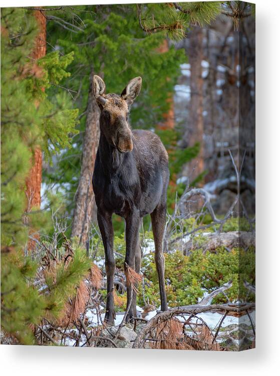 Moose Canvas Print featuring the photograph Young Moose in the Morning Forest by Gary Kochel